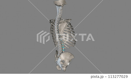 Trunk, Ligaments and bones 113277029
