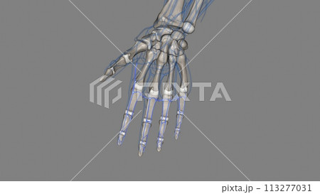 The palmar (volar) digital veins on each finger are connected to the dorsal digital veins by oblique intercapitular veins 113277031
