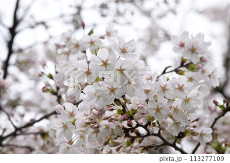 満開の桜 満開の桜 113277109