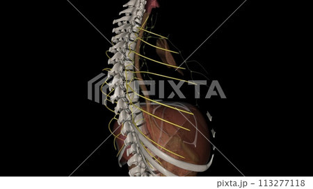 They receive efferent lymphatic vessels running around the intercostal space and emerging from between the muscles They receive efferent lymphatic vessels running around the intercostal space and emerging from between the muscles 113277118