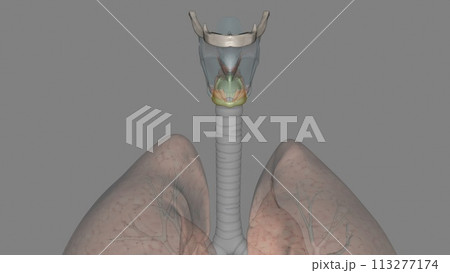 The cricoid cartilage is a hyaline cartilage ring The cricoid cartilage is a hyaline cartilage ring 113277174