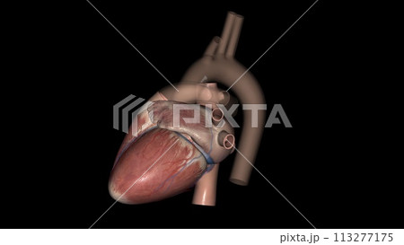 Heart Anatomy (External) ; Anterior or Sternocostal Surface: Mainly the right ventricle 113277175