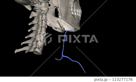 The anterior jugular vein is a paired blood vessel that drains the anterior aspect of the neck The anterior jugular vein is a paired blood vessel that drains the anterior aspect of the neck 113277176