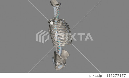 Trunk, Ligaments and bones Trunk, Ligaments and bones 113277177