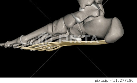 The Plantar aponeurosis is the modification of Deep fascia, which covers the sole The Plantar aponeurosis is the modification of Deep fascia, which covers the sole 113277180