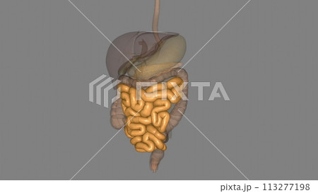The small intestine (also referred to as the small bowel) is the specialized tubular structure between the stomach 113277198