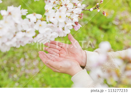 桜 桜 113277233