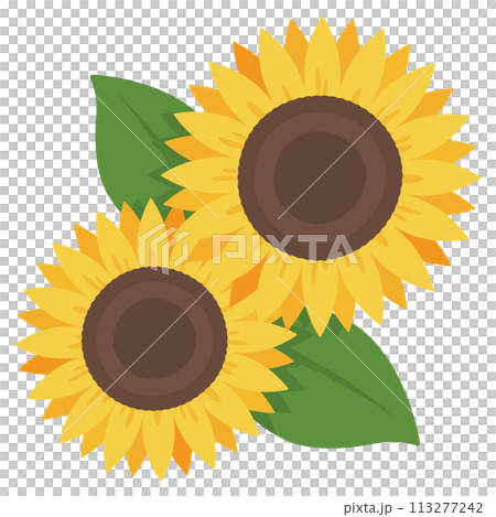 シンプルなひまわりの花のイラスト 113277242