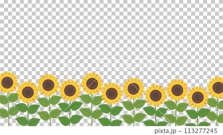 ひまわり ひまわり 113277245
