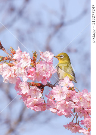 メジロと桜 113277247