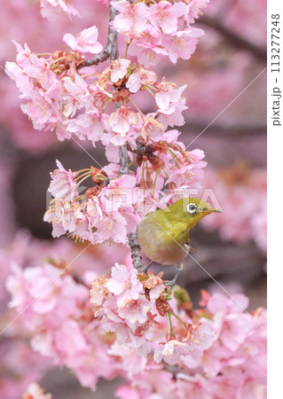 メジロと桜 113277248