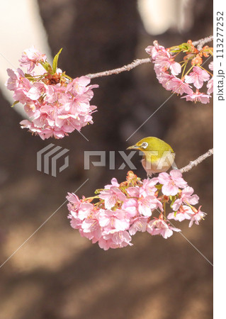メジロと桜 113277252