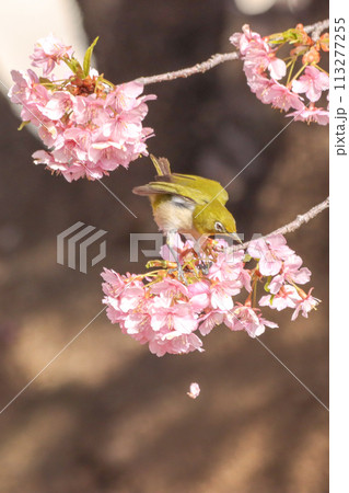 メジロと桜 113277255