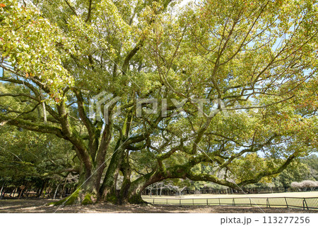 クスノキの巨樹 明治天皇玉座跡の記念植樹 奈良公園 クスノキの巨樹 明治天皇玉座跡の記念植樹 奈良公園 113277256