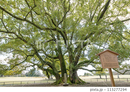 クスノキの巨樹　明治天皇玉座跡の記念植樹　奈良公園 113277294