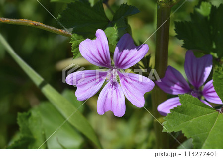 Common mallow 113277401