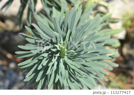 Wulfens spurge 113277417