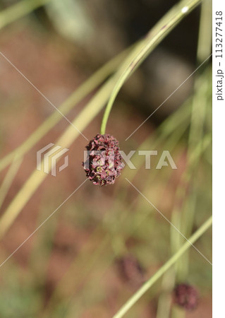 Great burnet 113277418