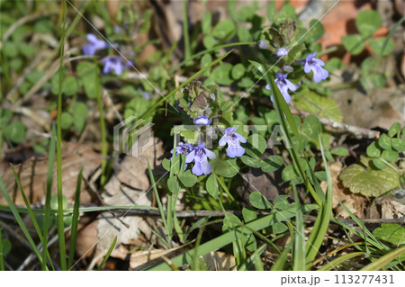 Ground ivy 113277431