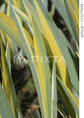 Variegated Dalmatian Iris 113277448