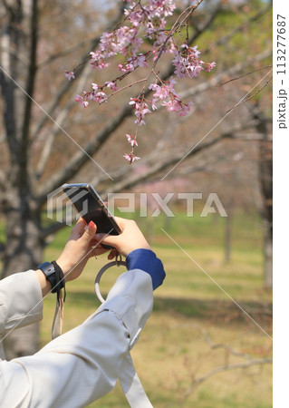桜の花を撮影　桜をスマホで撮影 113277687