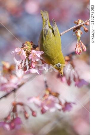 桜とメジロ 113278002