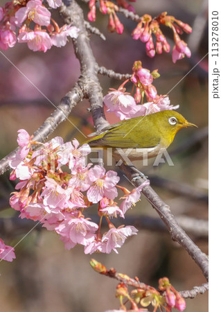 桜とメジロ 桜とメジロ 113278010