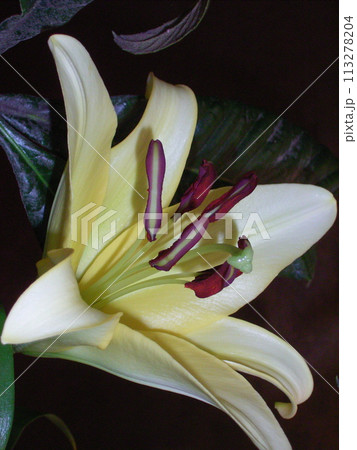 オリエンタルハイブリッド系イエローカサブランカ コンカドール オリエンタルハイブリッド系イエローカサブランカ コンカドール 113278204