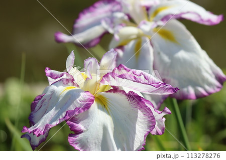 ハナショウブの花は雨の似合う花の代名詞ー五 113278276