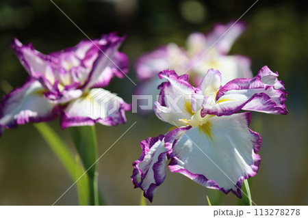 ハナショウブの花は雨の似合う花の代名詞ー七 ハナショウブの花は雨の似合う花の代名詞ー七 113278278