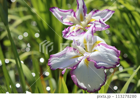 ハナショウブの花は雨の似合う花の代名詞ー九 113278280