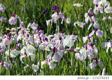 朝の柔らかな太陽光が花菖蒲園に降り注ぐー壱 朝の柔らかな太陽光が花菖蒲園に降り注ぐー壱 113278283