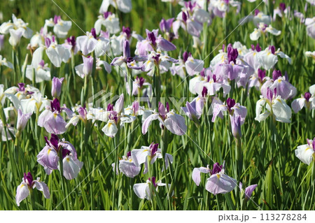 朝の柔らかな太陽光が花菖蒲園に降り注ぐー弐 朝の柔らかな太陽光が花菖蒲園に降り注ぐー弐 113278284