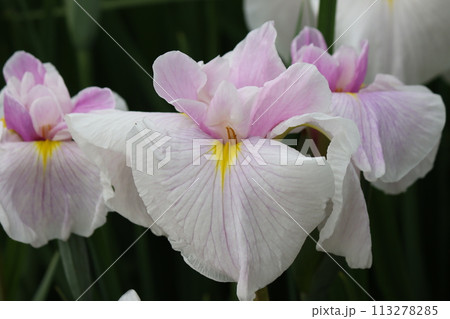 朝の柔らかな太陽光が花菖蒲園に降り注ぐー参 朝の柔らかな太陽光が花菖蒲園に降り注ぐー参 113278285