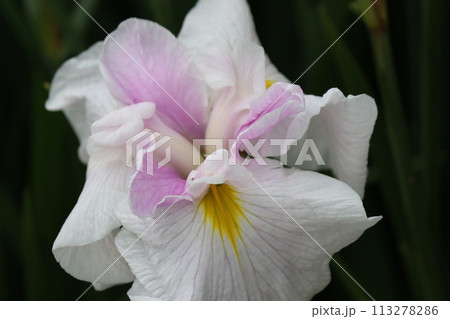 朝の柔らかな太陽光が花菖蒲園に降り注ぐー四 朝の柔らかな太陽光が花菖蒲園に降り注ぐー四 113278286