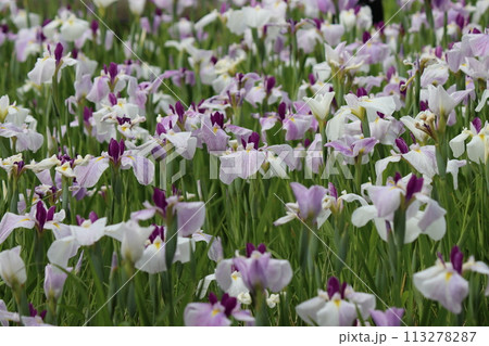 朝の柔らかな太陽光が花菖蒲園に降り注ぐー五 113278287