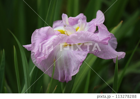 朝の柔らかな太陽光が花菖蒲園に降り注ぐー六 113278288