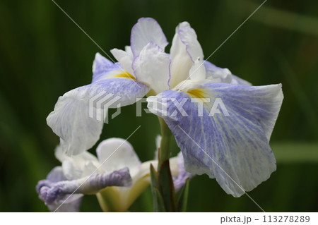 すっきりとした青色が梅雨時を彩るー参 すっきりとした青色が梅雨時を彩るー参 113278289