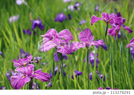 朝の柔らかな太陽光が花菖蒲園に降り注ぐー八 113278291