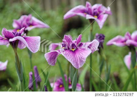 花しょうぶの花言葉はうれしい知らせー参 113278297