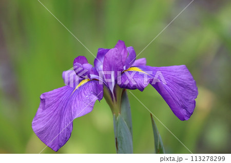 すっきりとした青色が梅雨時を彩るー四 すっきりとした青色が梅雨時を彩るー四 113278299