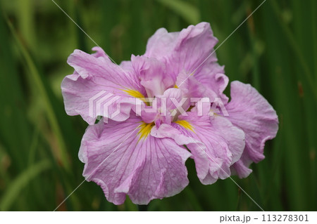 花しょうぶの花言葉はうれしい知らせー五 113278301