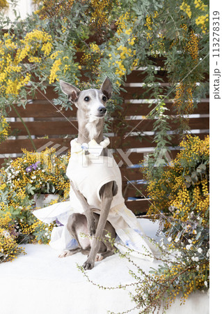 ミモザとイタリアングレイハウンド 113278319