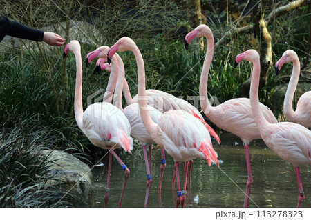 フラミンゴ フラミンゴ 113278323