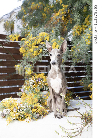 ミモザとイタリアングレイハウンド ミモザとイタリアングレイハウンド 113278565