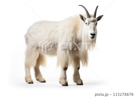 Image of a mountain goat isolated on white background. Mammals. Wildlife Animals. Generative AI. 113278676