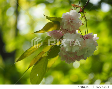 春の花　桜　フゲンゾウ 113278704