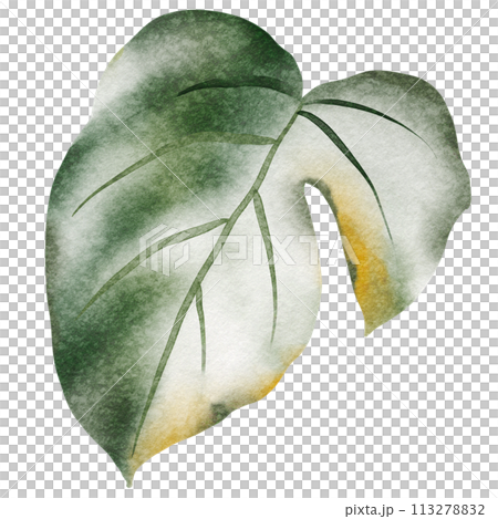 Tropical foliage watercolor set. Monstera leaves and jungle plants on a white background. Greenery exotic elements of fresh natural decorations. 113278832