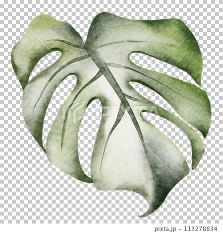 Tropical foliage watercolor set. Monstera leaves and jungle plants on a white background. Greenery exotic elements of fresh natural decorations. Tropical foliage watercolor set. Monstera leaves and jungle plants on a white background. Greenery exotic elements of fresh natural decorations. 113278834