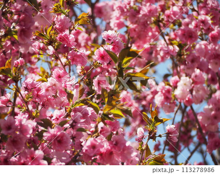 青空に映える満開の桜 マツマエハヤザキ 青空に映える満開の桜 マツマエハヤザキ 113278986